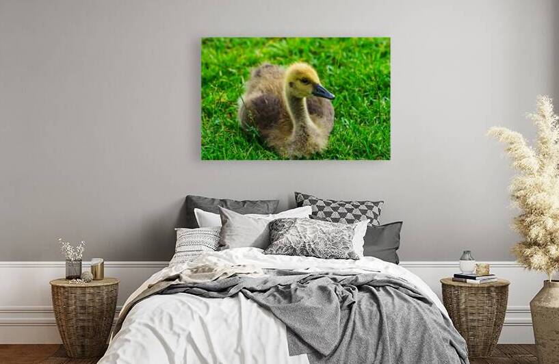 Canada Gosling In The Grass by Jennifer White