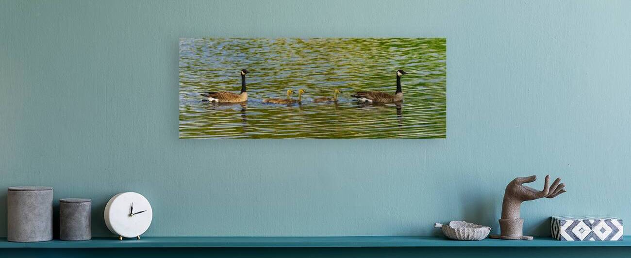 Goose Family Swim Pano by Jennifer White