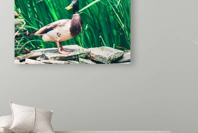 Curious Mallard by Jason Fink