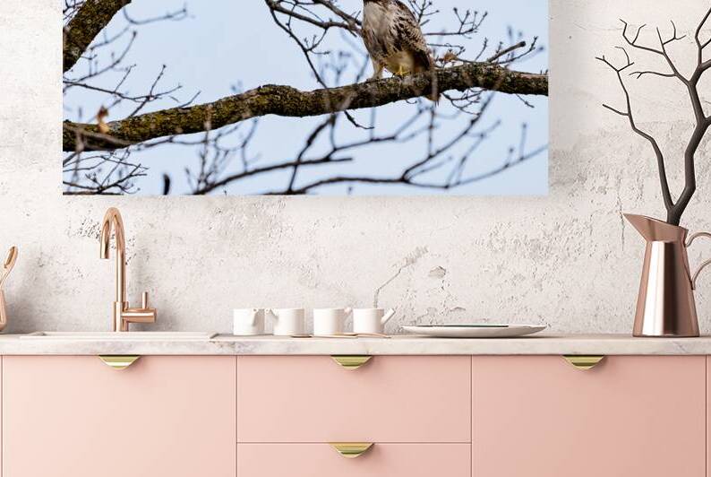 Red Tailed Hawk by Jennifer White