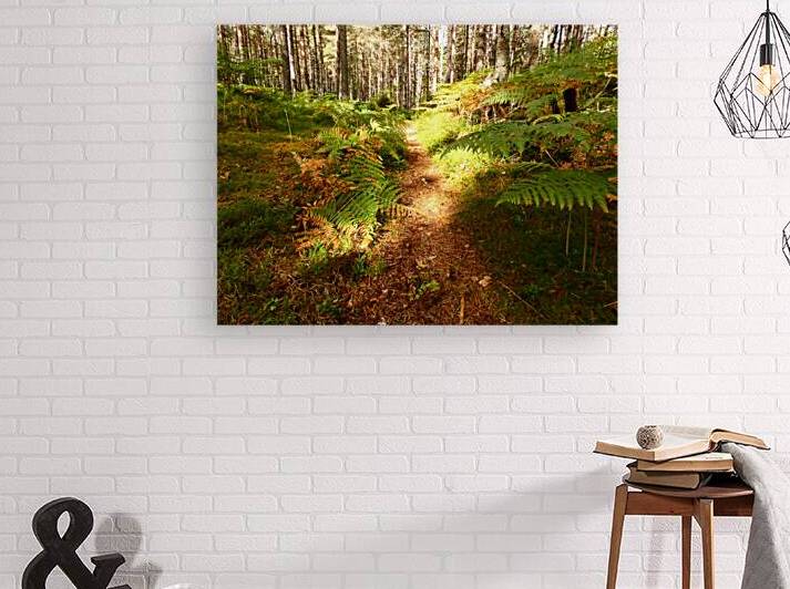 Summers Forest in the Scottish Highlands  by Catriona Roberts Nature Photography and Designs