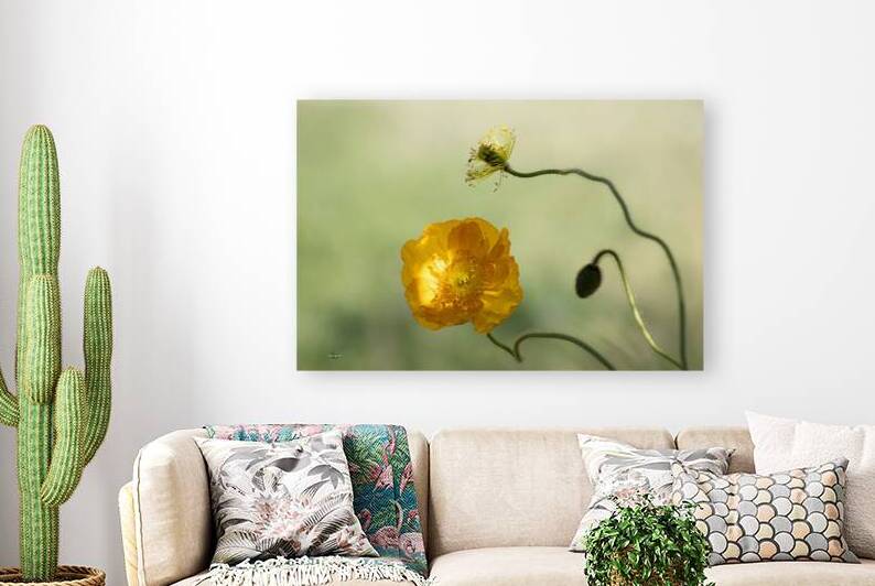 The Poppy by Susan Diann Photography