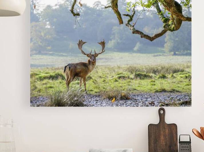 Wild Wanderer by Assaf Frank