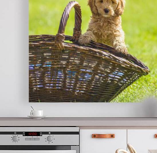 Cute puppies by Assaf Frank