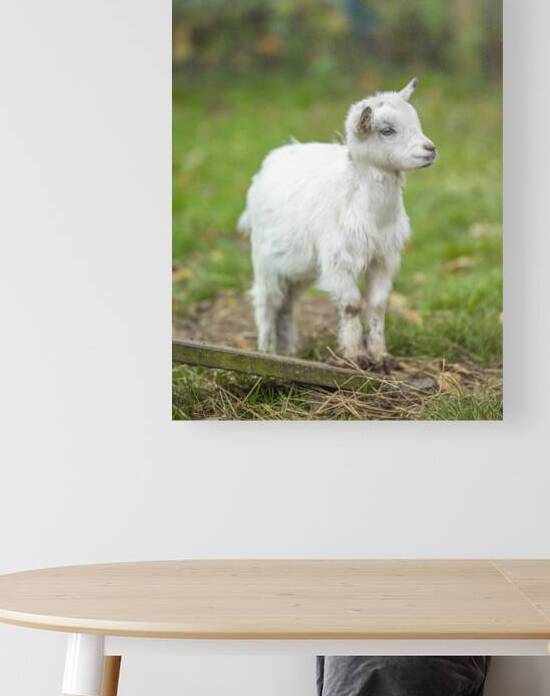 Goat in farm by Assaf Frank