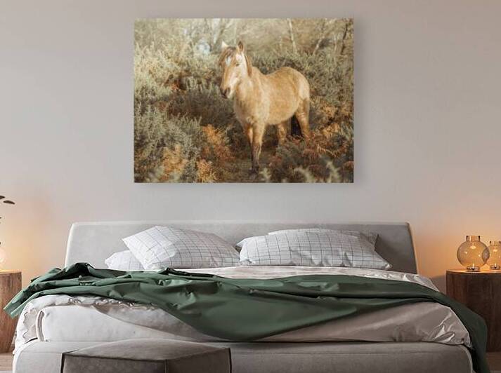 Wild Stallions by Assaf Frank