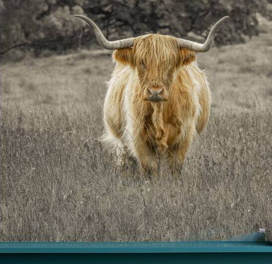 Highland Cow by Assaf Frank