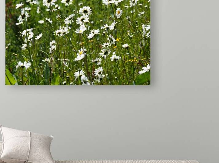 Where the Flowers Grow in the Scottish Highlands                                                                                                                      by Catriona Roberts Nature Photography and Designs