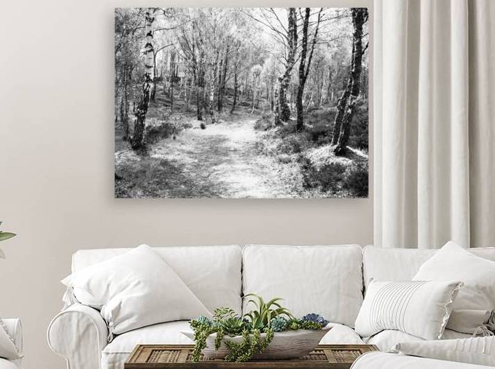 Serene Spring Forest in the Scottish Highlands                                                                                                                      by Catriona Roberts Nature Photography and Designs