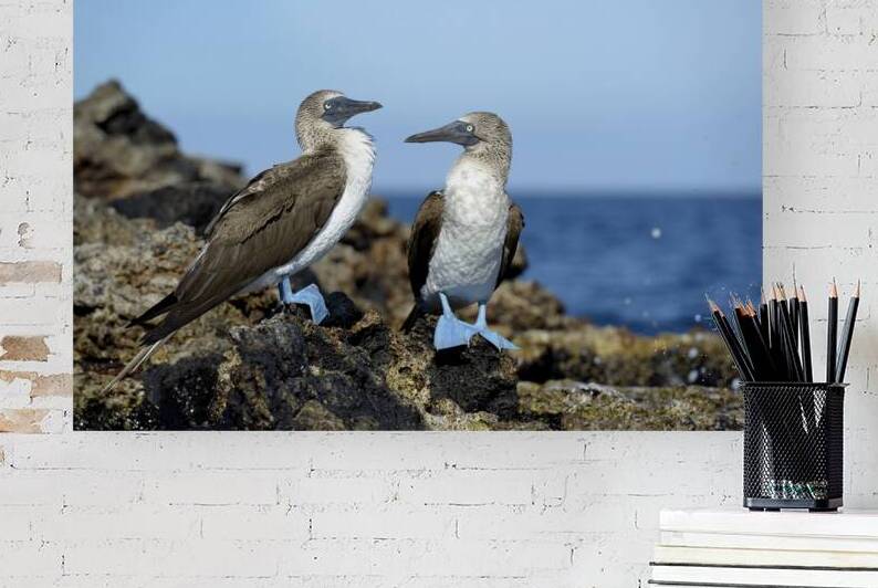 Blue-footed Booby Sula nebouxii on rocks Punta Moreno Isabela Island Galapagos Islands Ecuador by Kevin Oke