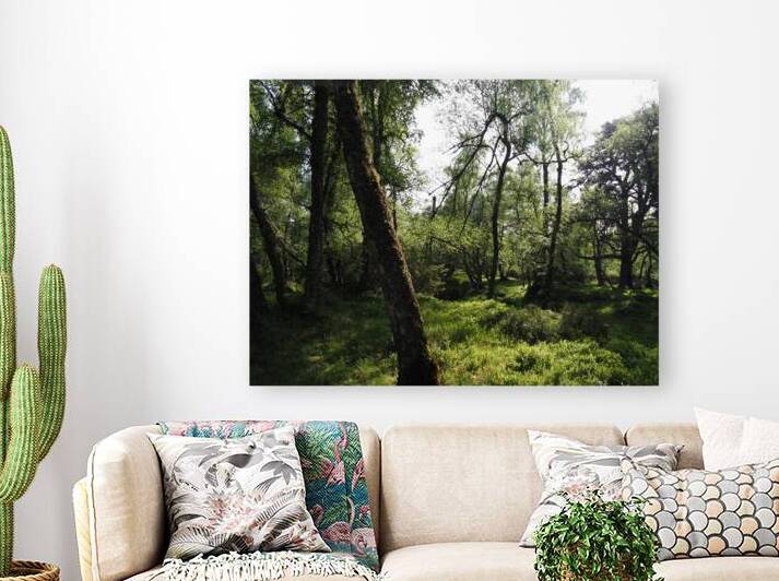 Springs Sunlit Forest in the Scottish Highlands                                                                                                                      by Catriona Roberts Nature Photography and Designs