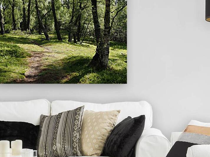   Birch Forest Path in the Scottish Highlands                                                                                                                    by Catriona Roberts Nature Photography and Designs