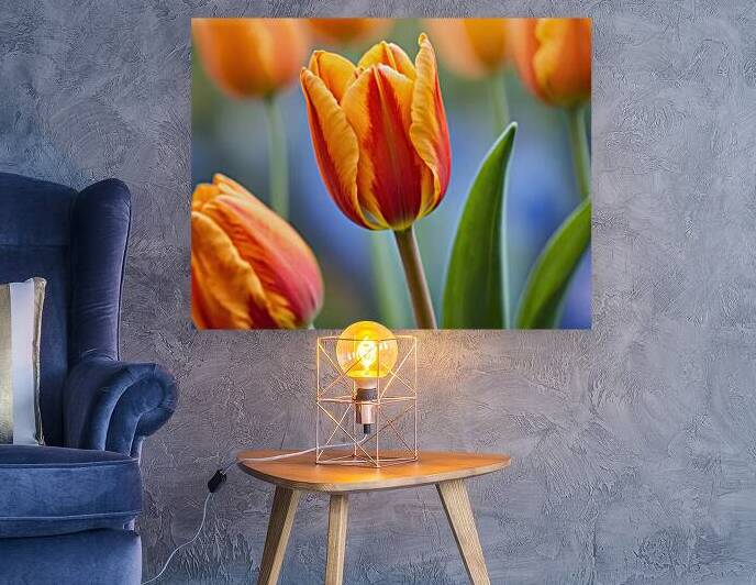 Vibrant Orange & Red Tulip Bloom   GIA2501 0442 REA by JordiCarrio