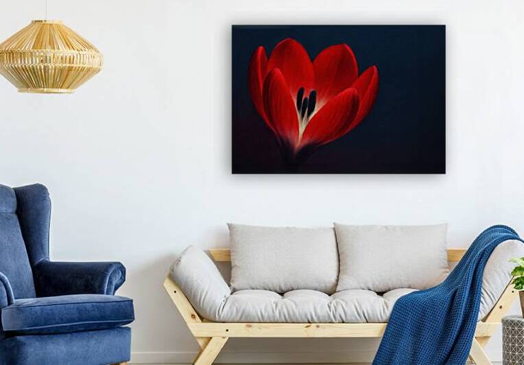  Artistic Red Tulip in Shadow   GIA2501 0443 ILU by JordiCarrio