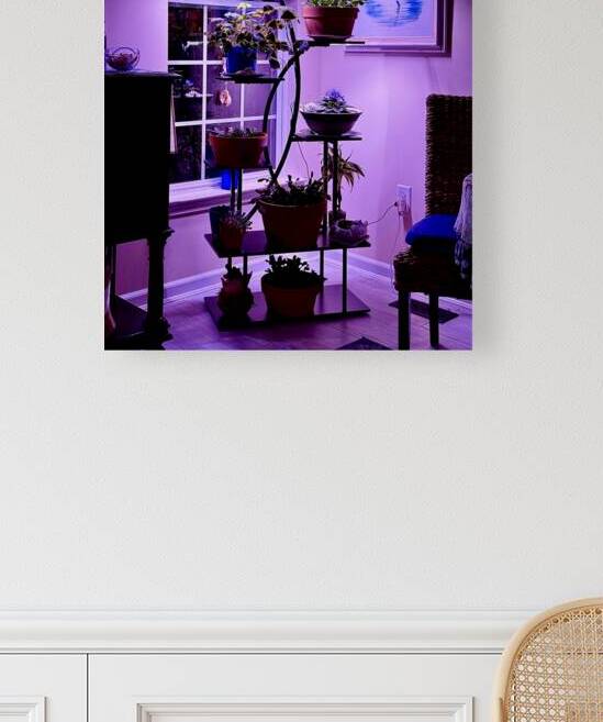 Plants in Light and Shade by Bill Swartwout Photography