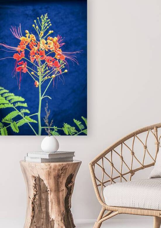 Red and Orange Caesalpinia Blossoms X1 1 by Rich Franco