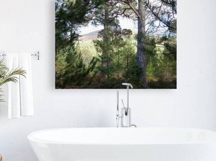 Scottish Highlands Summer Woodland by Catriona Roberts Nature Photography and Designs