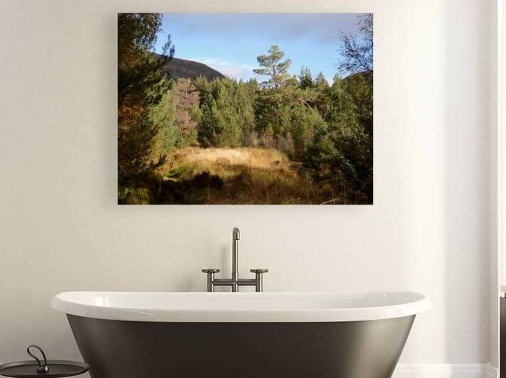 Scottish Highlands Forest View by Catriona Roberts Nature Photography and Designs