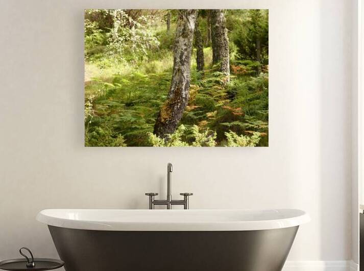 Scottish Highlands Birch Tree Summer by Catriona Roberts Nature Photography and Designs