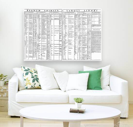 1735 Linnaean Animal Taxonomy Chart – Foundational Scientific Diagram by Carl Linnaeus Depicting Early System for Classifying Animal Species Using Binomial Nomenclature Principles by History In Your Home