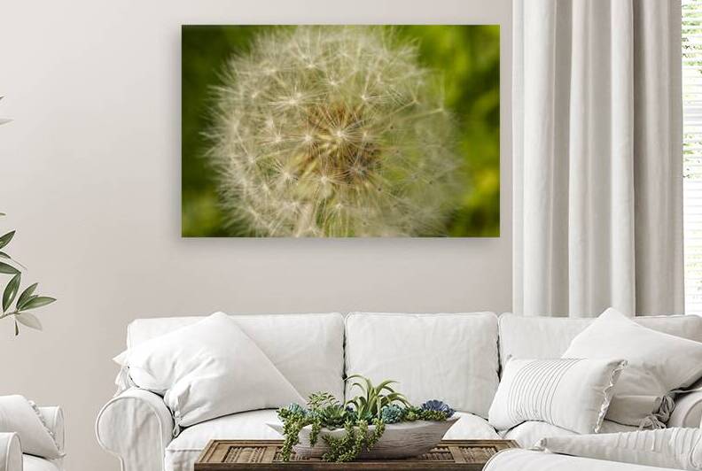 Dandelion Puffball Globe by Iris H Richardson