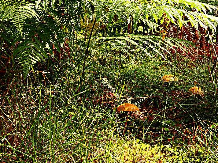 Mushrooms Amidst the Ferns  by Catriona Roberts Nature Photography and Designs