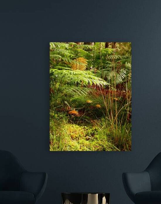 Forest Mushrooms with Ferns by Catriona Roberts Nature Photography and Designs