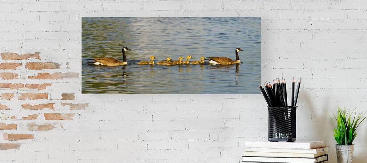 Goose Family Outing Pano by Jennifer White