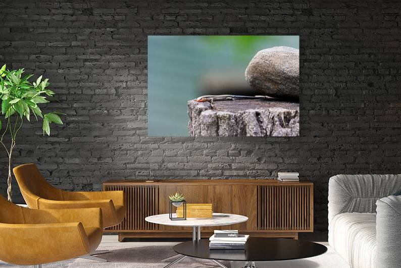 Juvenile Five Lined Skink by Deb Oppermann