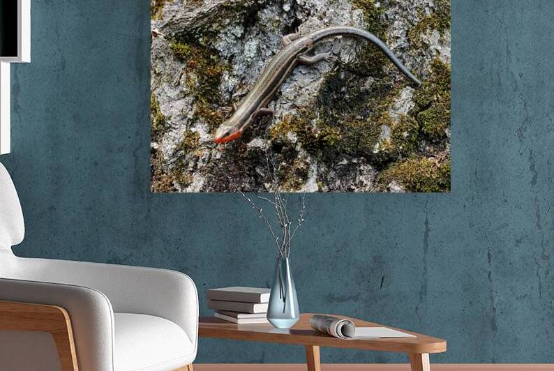 Male Five Lined Skink by Deb Oppermann