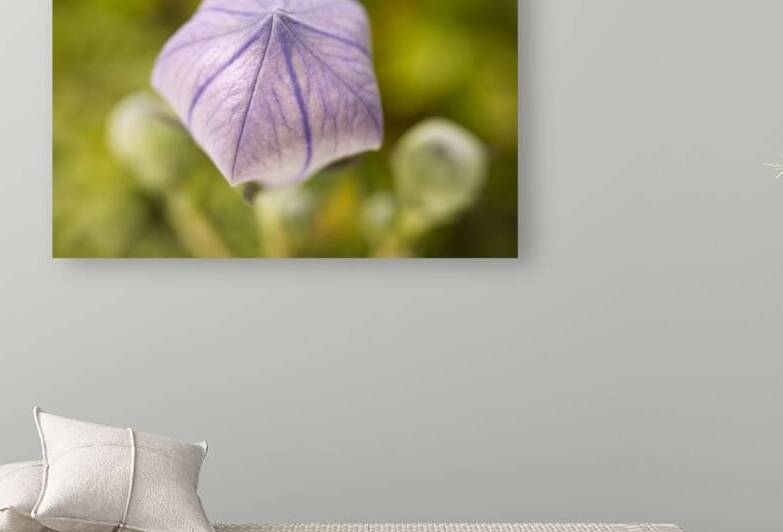 Purple Balloon Flower Closed by Iris H Richardson