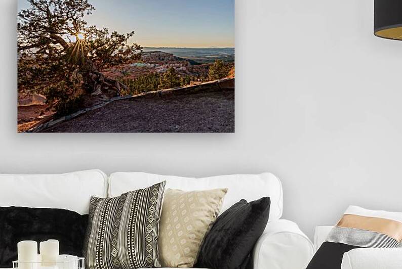 Bryce Canyon Cedar Tree Sunburst by Jennifer White