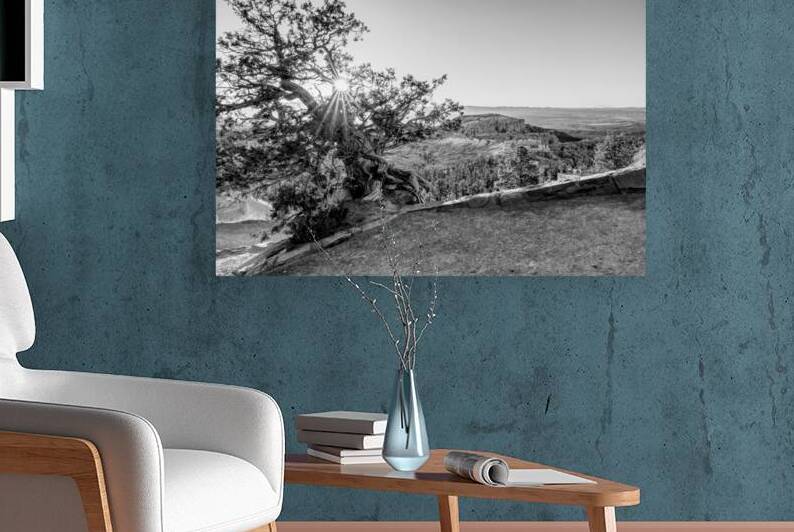 Bryce Canyon Cedar Tree Sunburst Grayscale by Jennifer White