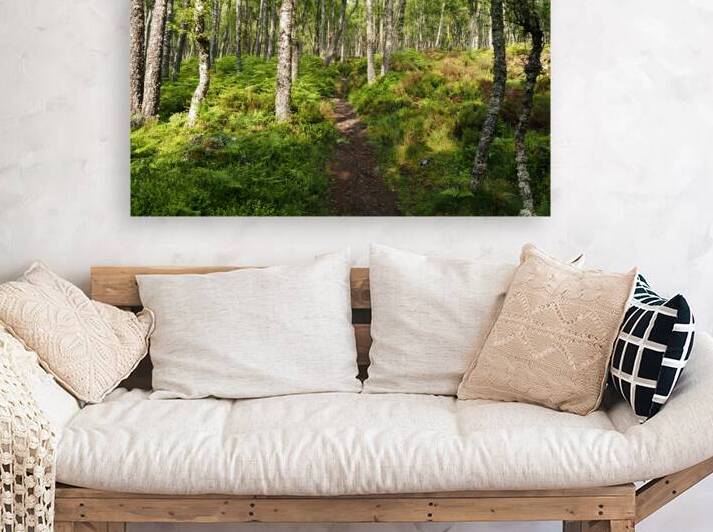 Scottish Highlands Ferns Trail                                                                                                                  by Catriona Roberts Nature Photography and Designs