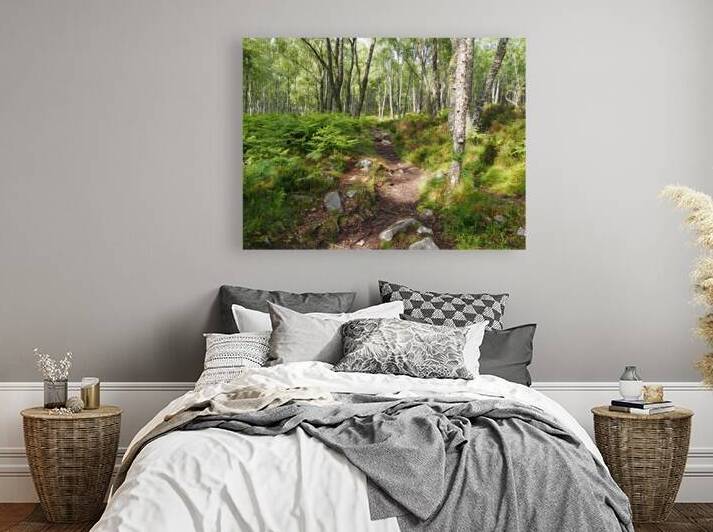 Scottish Highlands Birch Path                                                                                                                      by Catriona Roberts Nature Photography and Designs