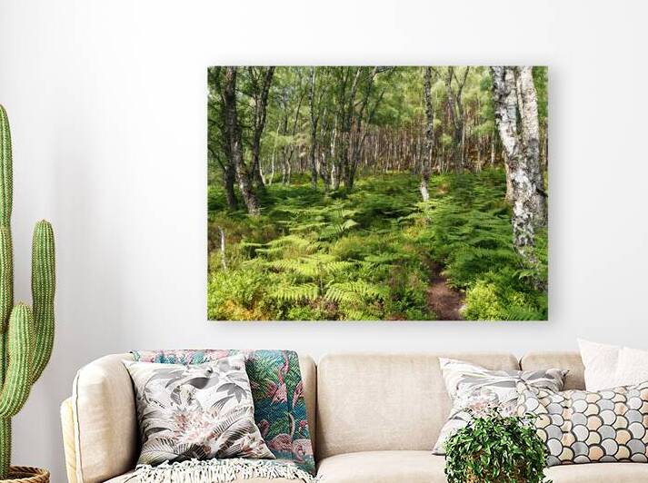 Scottish Highlands Ferns Path                                                                                                                      by Catriona Roberts Nature Photography and Designs