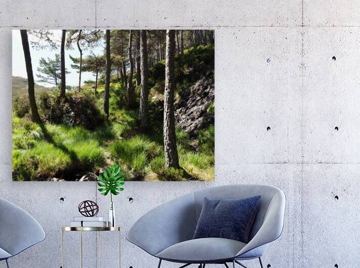 Scottish Highlands High Vibes                                                                                                                      by Catriona Roberts Nature Photography and Designs