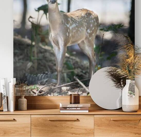 40 Young Deer by Eden Remme Watt