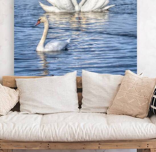 14 Swan Lovers in Collingwood Harbour by Eden Remme Watt
