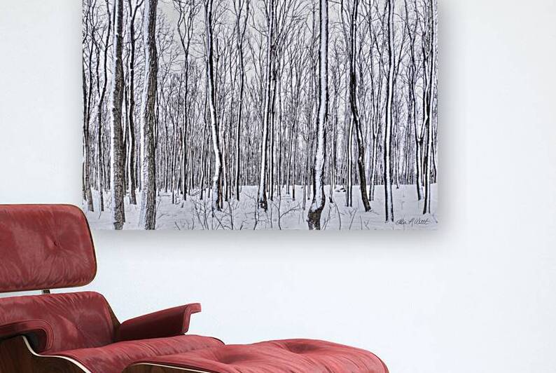 19 Loree Forest Snowy Trees by Eden Remme Watt