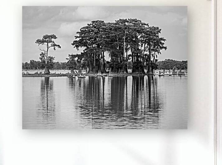 Stand of bald cypress trees rise out of water in Atchafalaya bas by Steve Heap