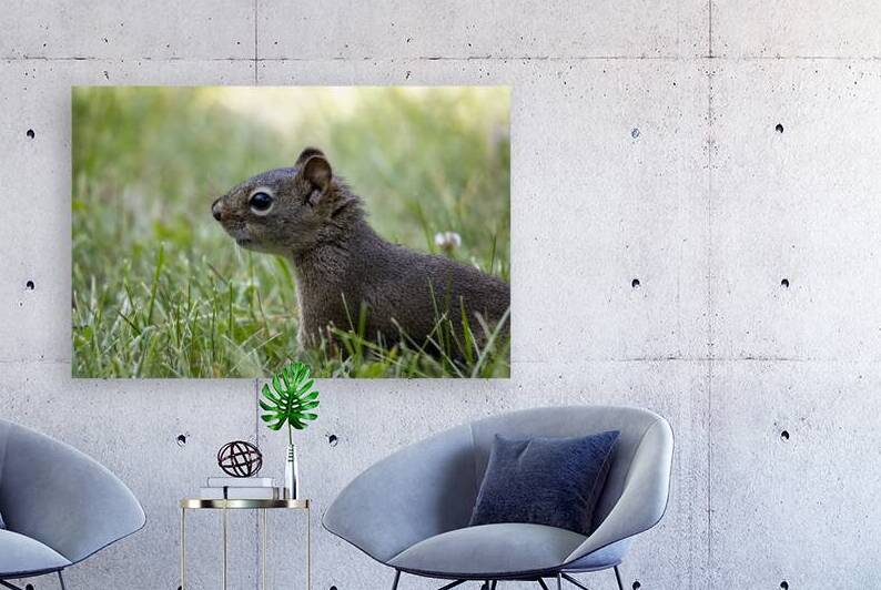 Squirrel by Marc Gilbert Photography