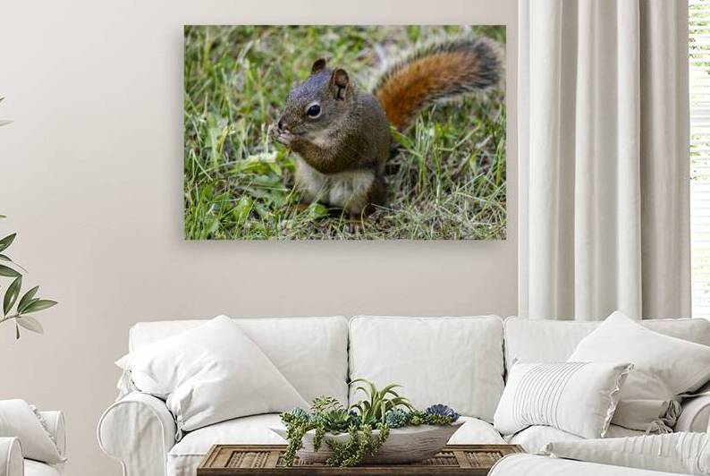 Squirrel  by Marc Gilbert Photography