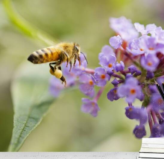 Honeybee Flying to Butterfly Bush Flower by Iris H Richardson