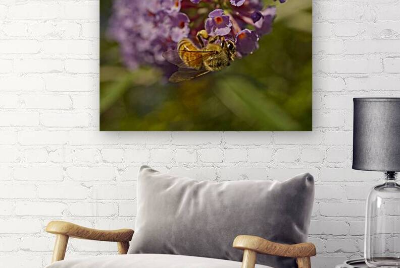 Honeybee on Butterflybush Side Profile by Iris H Richardson