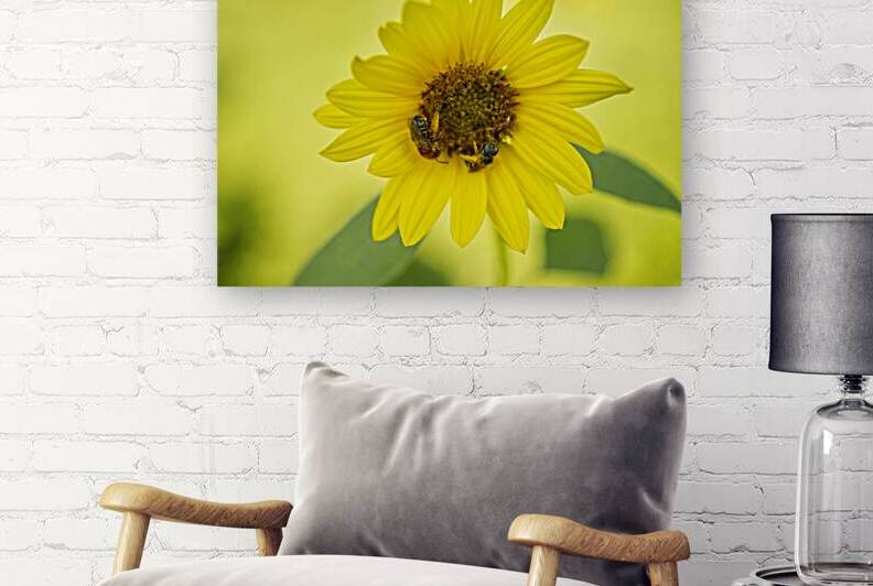 Sunflower With Bees by Iris H Richardson