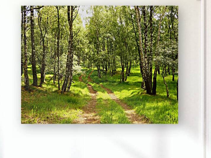 Scottish Highlands Birch Woodland by Catriona Roberts Nature Photography and Designs