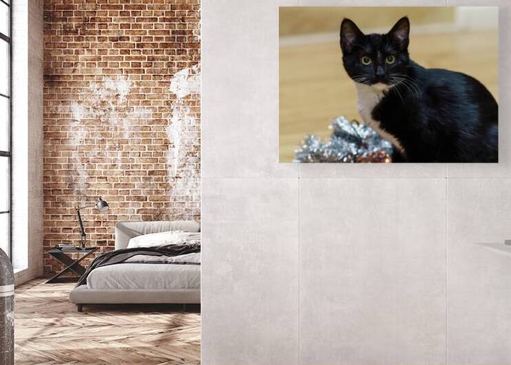 Tuxedo Kitten I Did Not Do It Look by Jennifer White