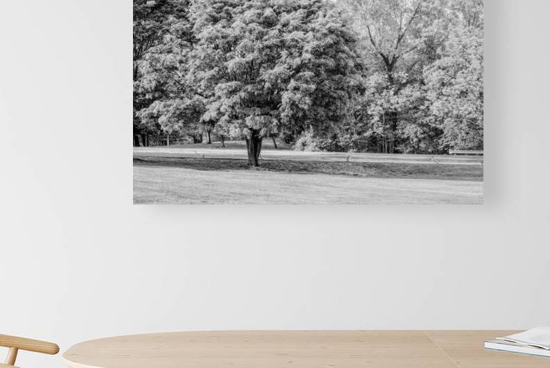 American Ash Tree by Jennifer White