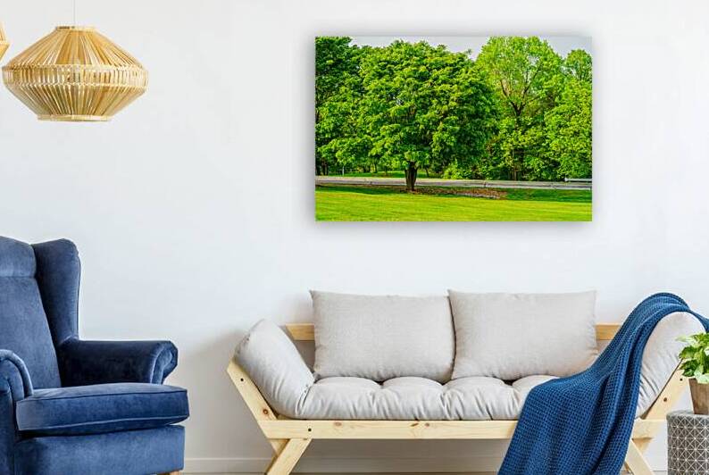 American Ash Tree by Jennifer White